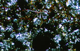 EET96217 - Cross-Polarized Light