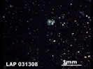 LAP 031308 - Cross-Polarized Light