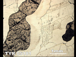 Thin Section Photo of Sample TYR 05181  in Reflected Light
