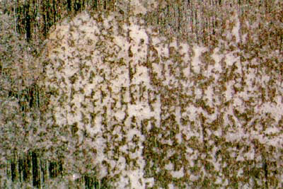 Lab Photo of Sample GRO 95551 Showing White Clast