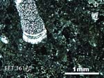 Thin Section Photo of Sample EET 16170 in Plane-Polarized Light with 2.5X Magnification