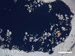 Thin Section Photo of Sample EET 87506 in Plane-Polarized Light with 1.25X Magnification