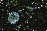 Thin Section Photo of Sample EET 96018 in Cross Polarized Light