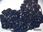 Thin Section Photo of Sample LAP 02349 in Plane-Polarized Light with  Magnification