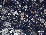 Thin Section Photograph of Sample LAP 10101 in Plane-Polarized Light