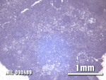 Thin Section Photo of Sample MIL 090489 at 2.5X Magnification in Reflected Light