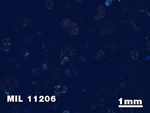 Thin Section Photo of Sample MIL 11206 in Cross-Polarized Light with 1.25X Magnification