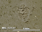 Thin Section Photo of Sample MIL 13137 in Reflected Light with 5X Magnification